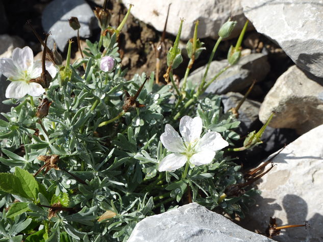 Géranium argenté dans les éboulis calcaires Géranium argenté dans les éboulis calcaires