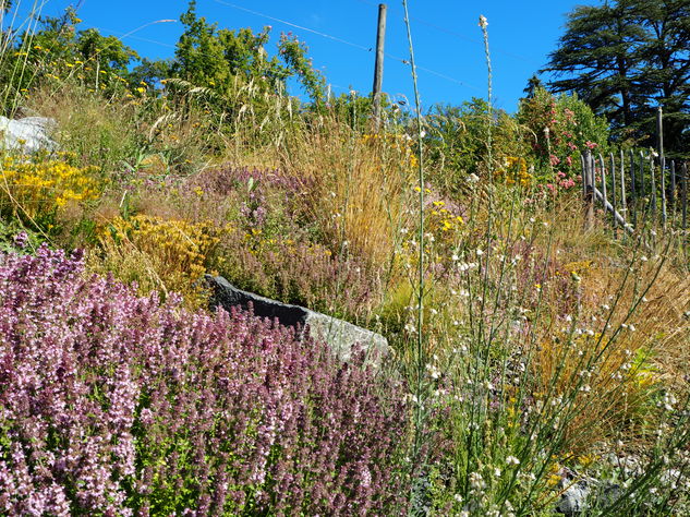 Garrigue Garrigue