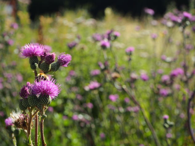 Floraison en zone humide Floraison en zone humide