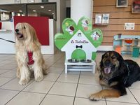 Chiens à l'accueil