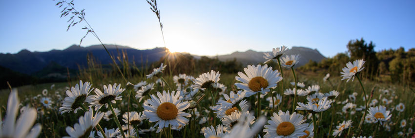 Marguerites Marguerites