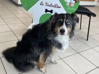 chien Nylou à l'accueil