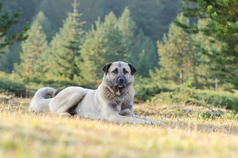 Le berger d'Anatolie (ou Kangal) Le berger d'Anatolie (ou Kangal)