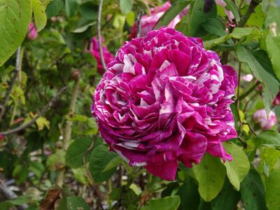 Rose Rose