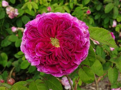 Rose Rose