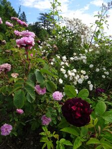 Rosiers Rosiers