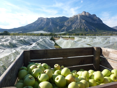 In the heart of the orchards In the heart of the orchards