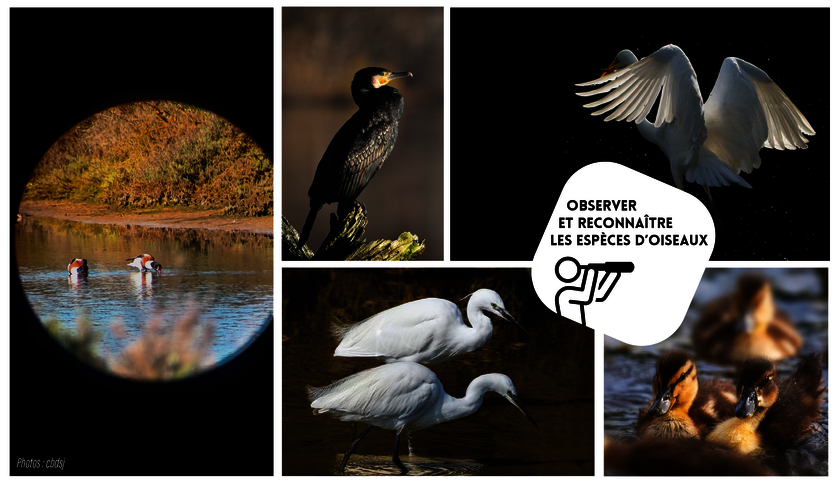 Balade ornitho - © Autres Versants