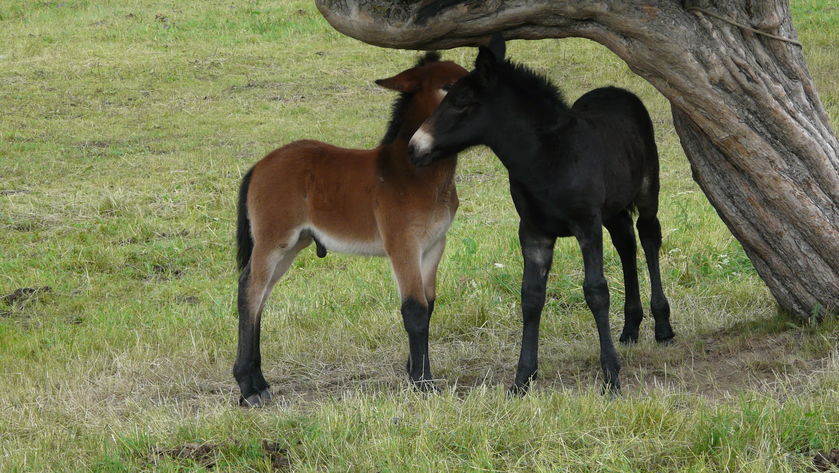 la Maison du Mulet - © Assoc. la Maison du Mulet
