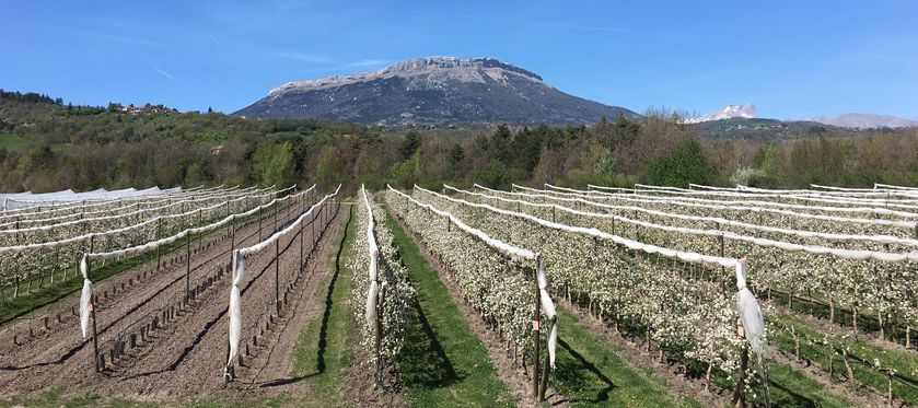 Domaine ST André 2018-8 - © P.Bilocq