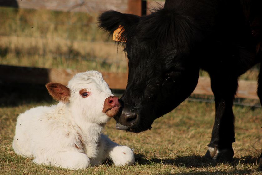 La Ferme du Col JARJAYES - © Raphael galandrin
