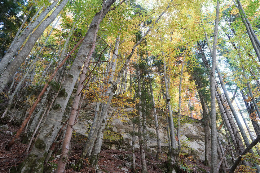 Rando immersive avec l'ONF dans la forêt d'exception du Bois du Chapitre / Cirque de Chaudun_Gap - © OT Terres de Gap
