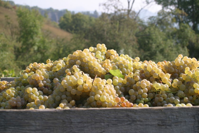 Domaine Saint André - © P.Bilocq