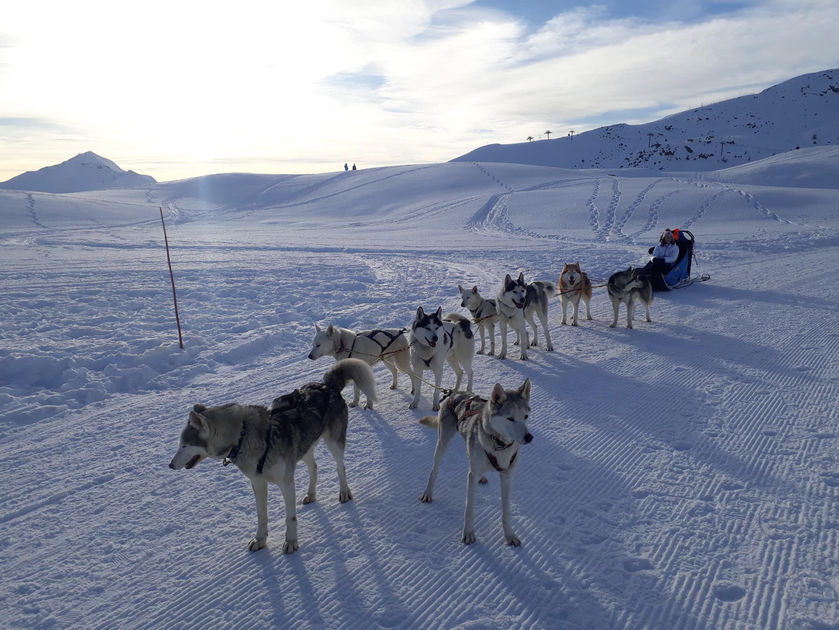 Travel Dog - © Travel Dog