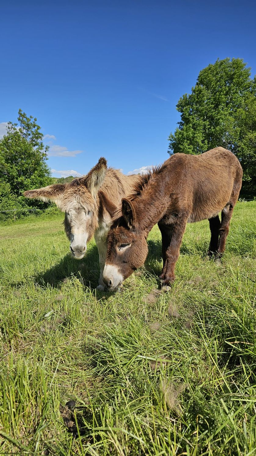 Les ânes - © A.Chenu