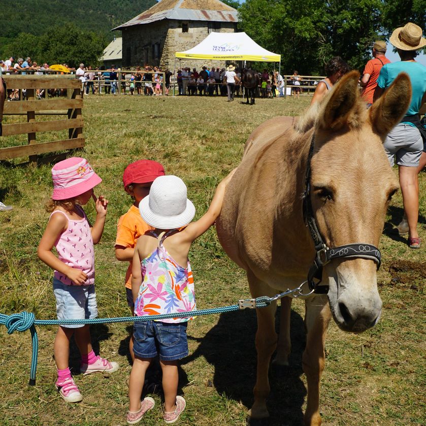 Petite mule à la Maison du Mulet - © Assoc. la Maison du Mulet
