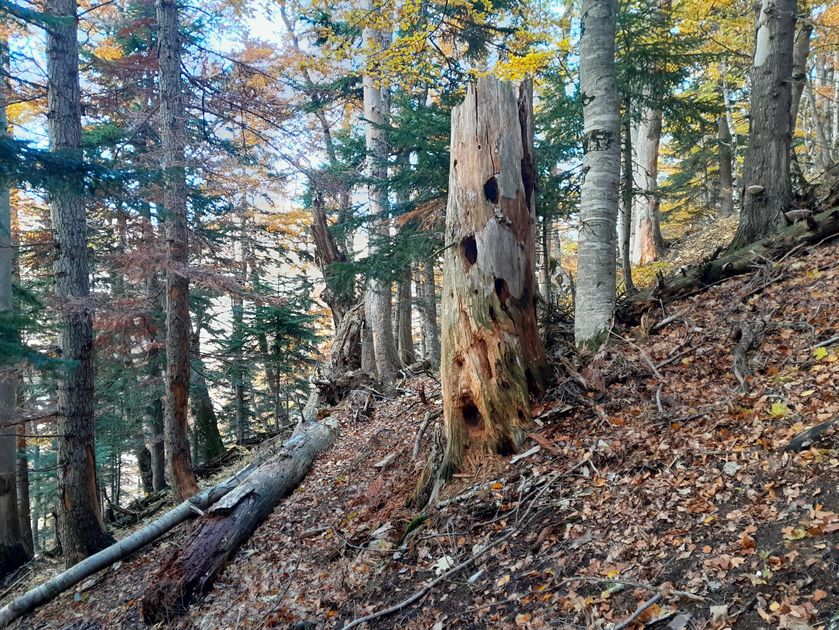 Rando immersive avec l'ONF dans la forêt d'exception du Bois du Chapitre / Cirque de Chaudun_Gap - © Simon Brochier - ONF