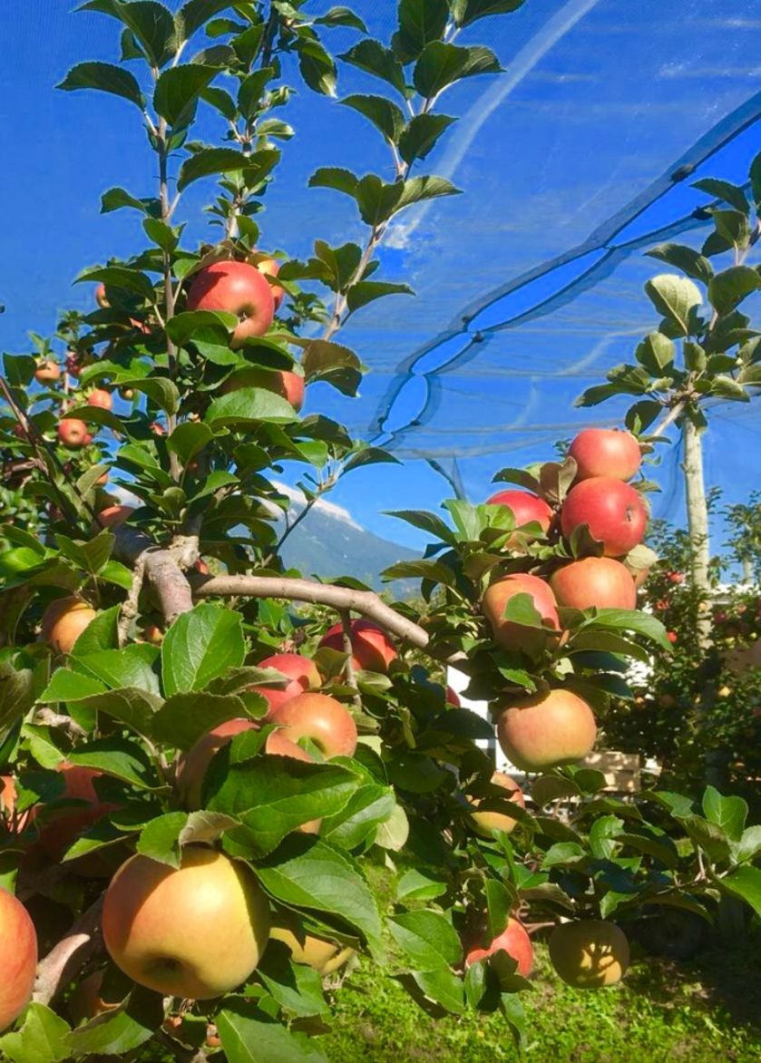 Domaine ST André - © P.Bilocq