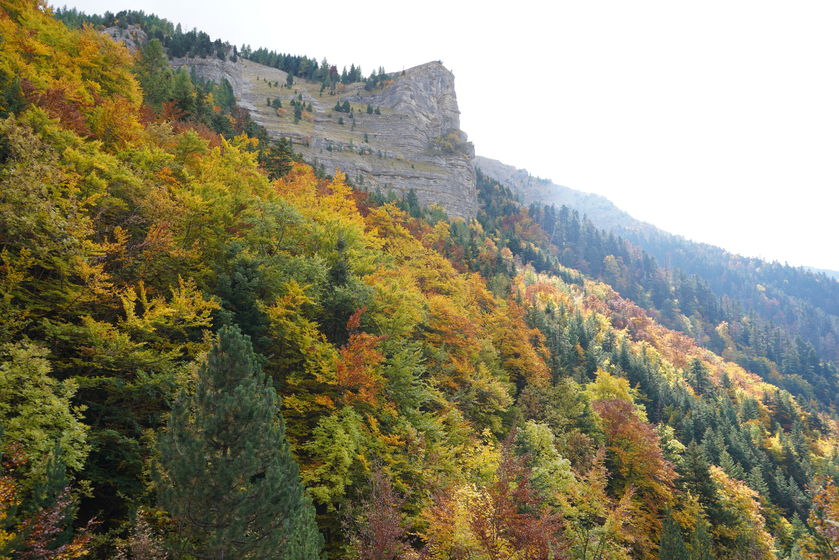 Rando immersive avec l'ONF dans la forêt d'exception du Bois du Chapitre / Cirque de Chaudun_Gap - © OT Terres de Gap