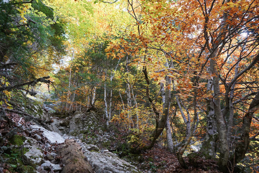 Rando immersive avec l'ONF dans la forêt d'exception du Bois du Chapitre / Cirque de Chaudun_Gap - © OT Terres de Gap