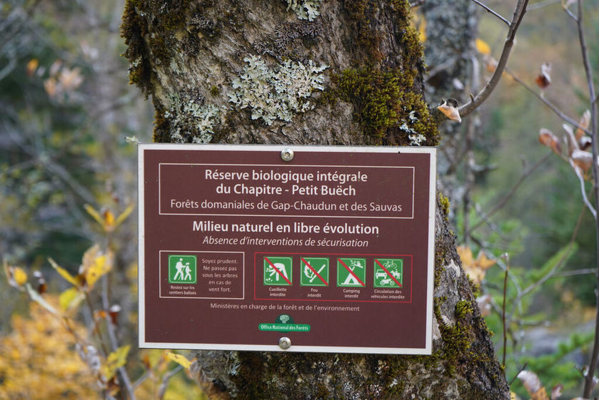 Rando immersive avec l'ONF dans la forêt d'exception du Bois du Chapitre / Cirque de Chaudun_Gap - © OT Terres de Gap