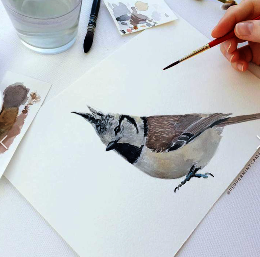 Atelier dessin d’illustration naturaliste_Gap