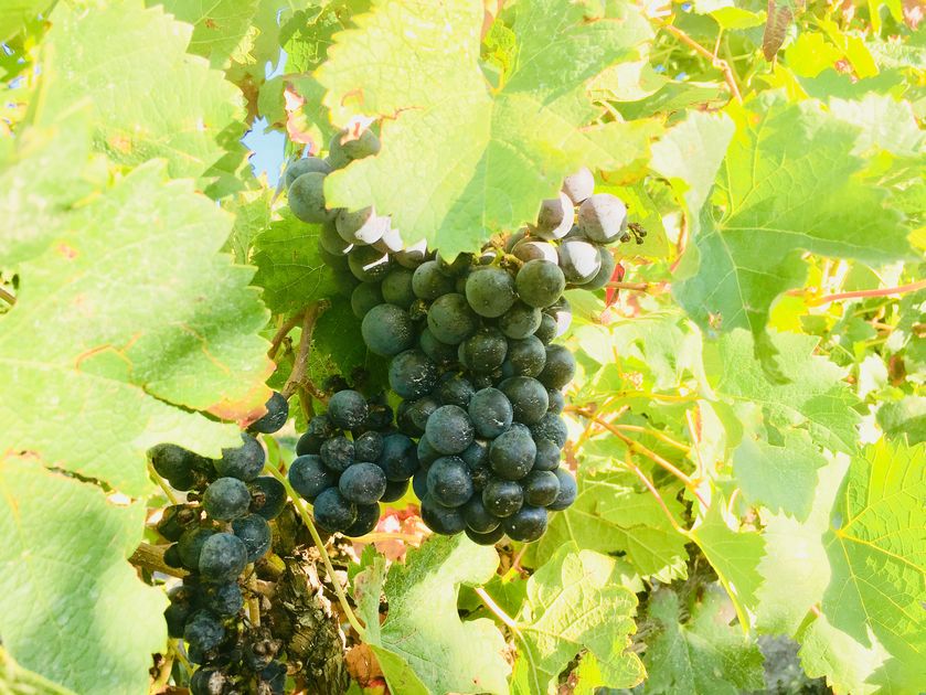 Domaine Saint André - © P.Bilocq