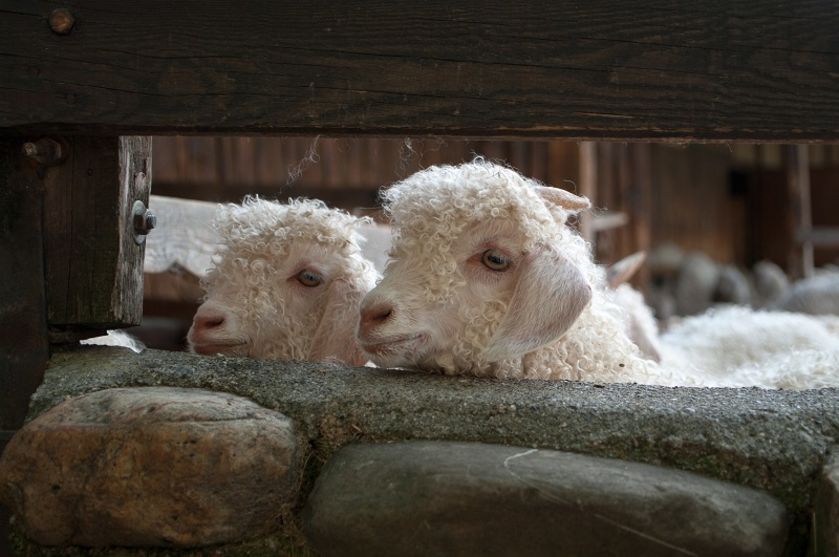 Portrait 2 chèvres-8057b.jpg - © La Ferme du Col JARJAYES