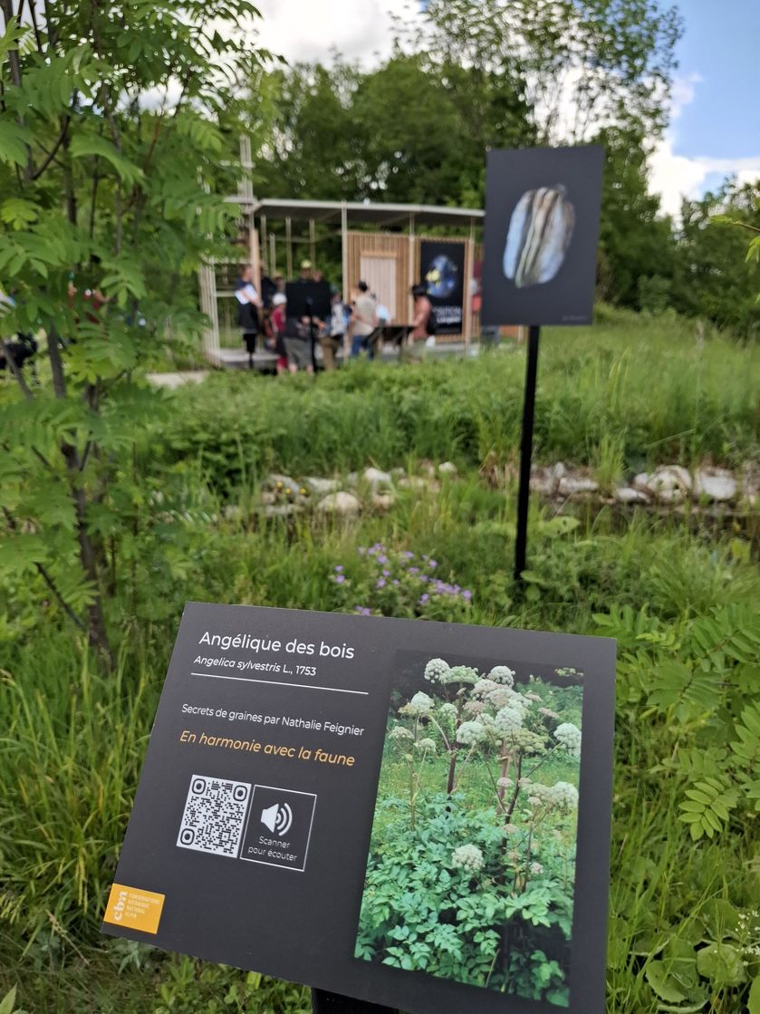 Angelique des bois - © S. Vialatte - CBNA