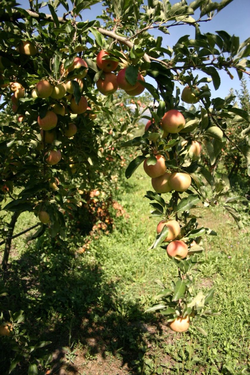 Domaine ST André 2018-4 - © P.Bilocq