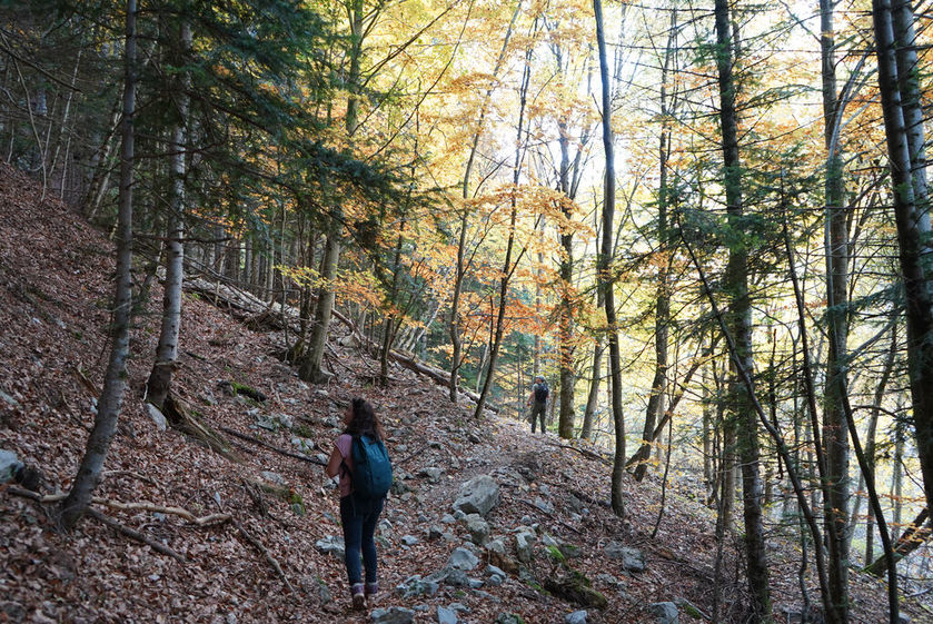 Rando immersive avec l'ONF dans la forêt d'exception du Bois du Chapitre / Cirque de Chaudun_Gap - © OT Terres de Gap