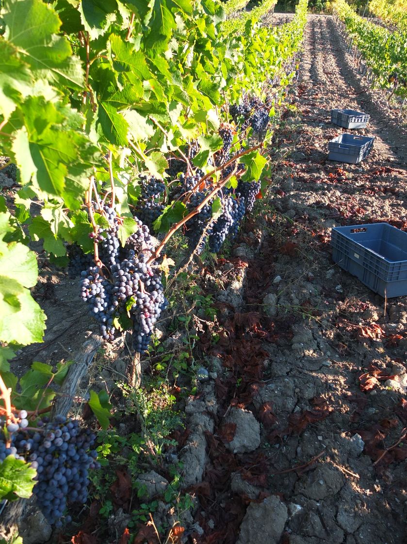 Domaine ST André - © P.Bilocq