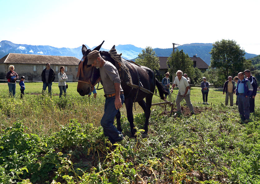 la Maison du Mulet - © Gilbert Mathieu