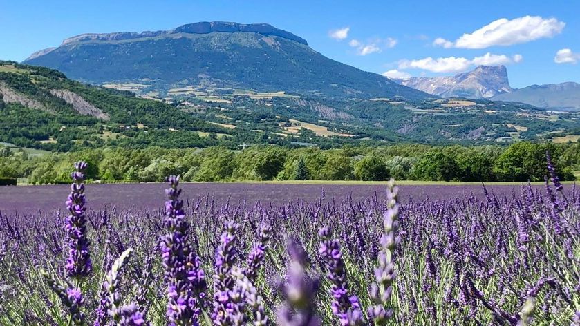 lavandin earl de la condamine - © Sébastien Richier