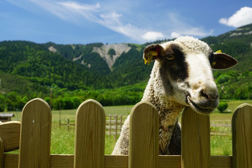 la Maison du Mulet - © Assoc. la Maison du Mulet