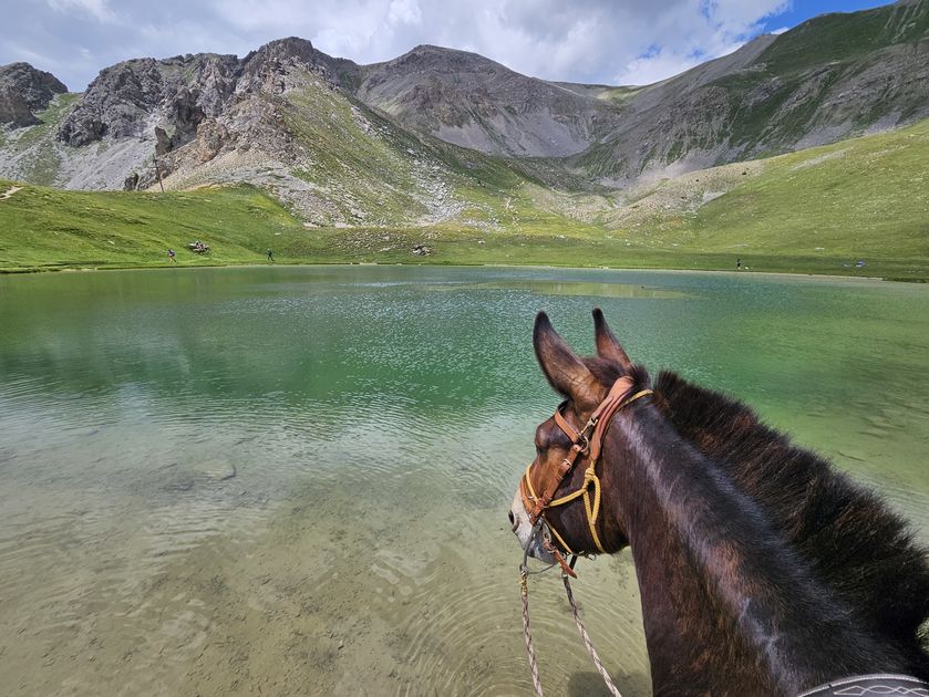 Les écuries d'Aloha_Neffes