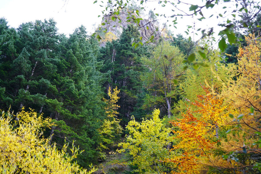 Rando immersive avec l'ONF dans la forêt d'exception du Bois du Chapitre / Cirque de Chaudun_Gap - © OT Terres de Gap