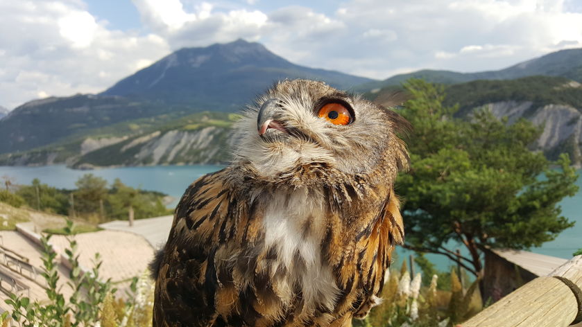 Parc Animalier de Serre-Ponçon LE SAUZE-DU-LAC - © Parc Animalier de Serre-Ponçon LE SAUZE-DU-LAC