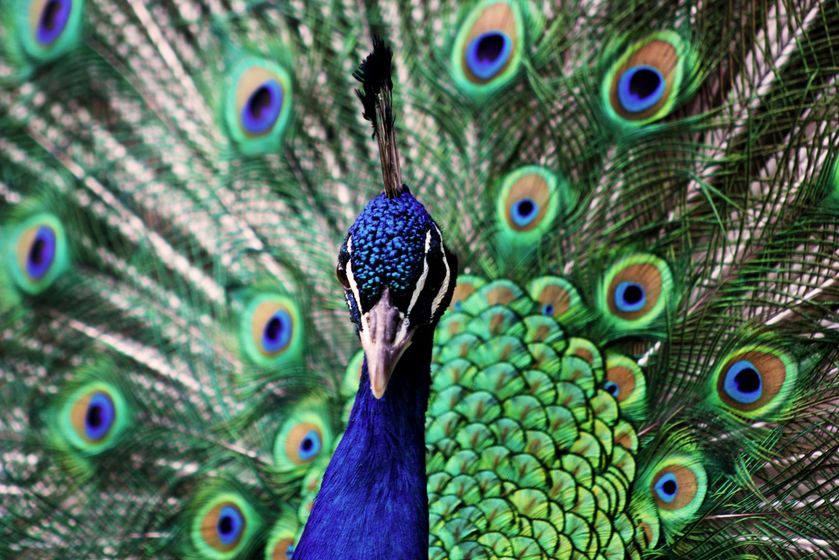 La Ferme du Col JARJAYES - © La Ferme du Col JARJAYES