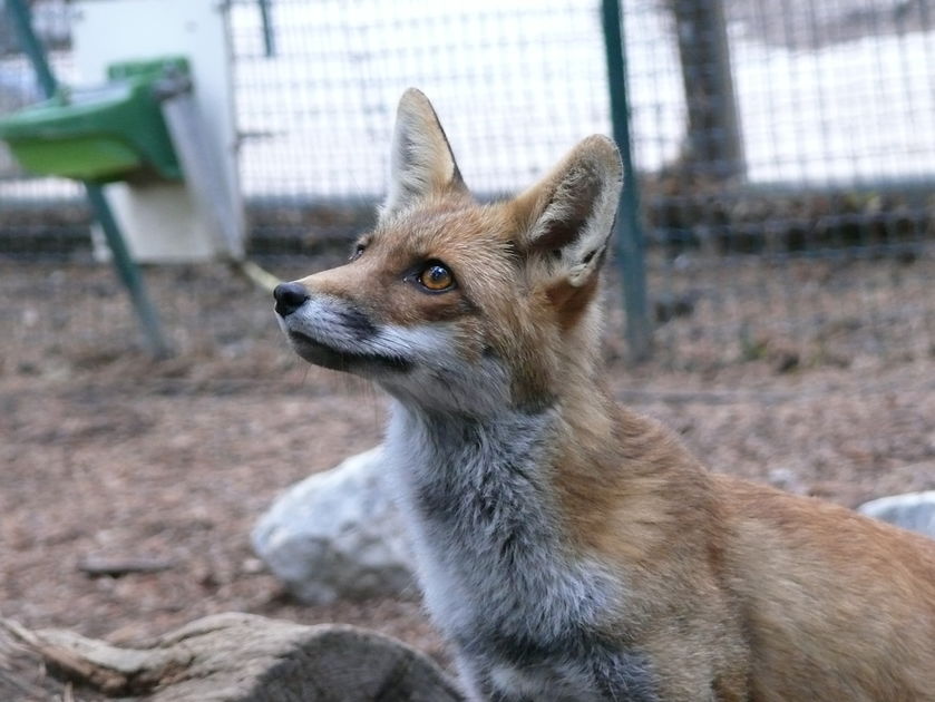 Parc Animalier de Serre-Ponçon LE SAUZE-DU-LAC - © Parc Animalier de Serre-Ponçon LE SAUZE-DU-LAC