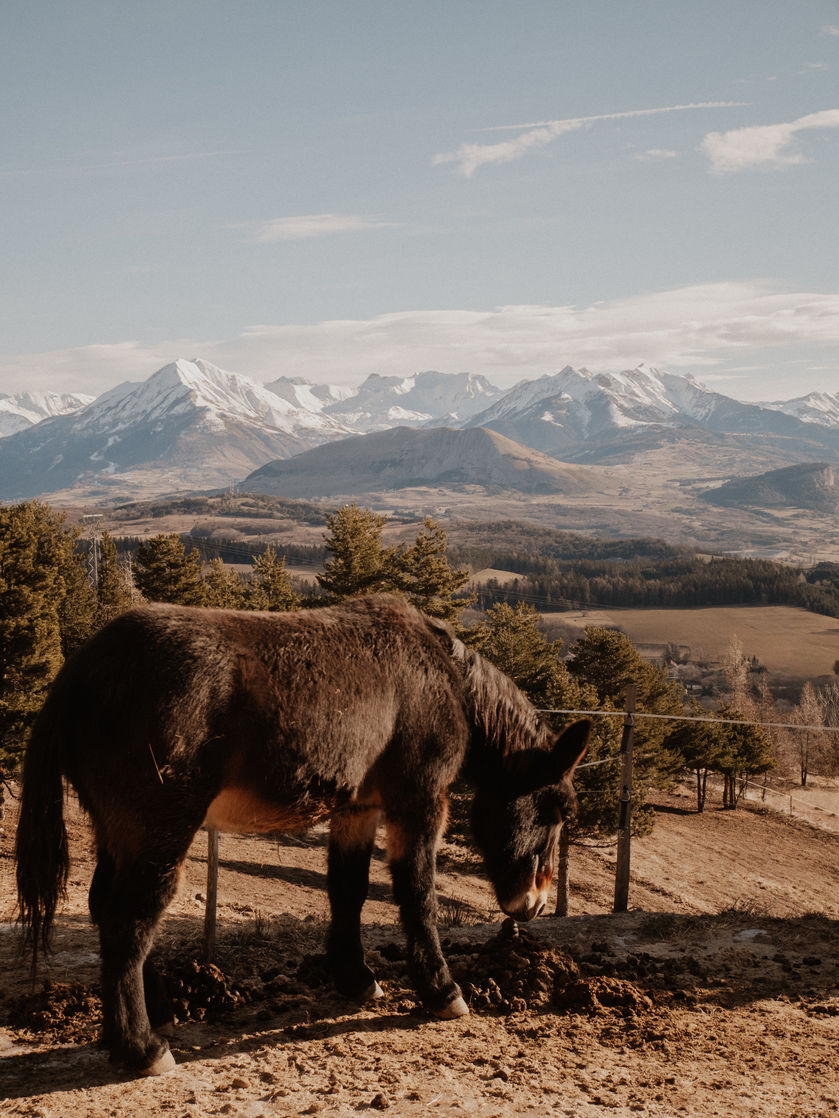 Les animaux de la cabane pour deux - © Cabane pour deux