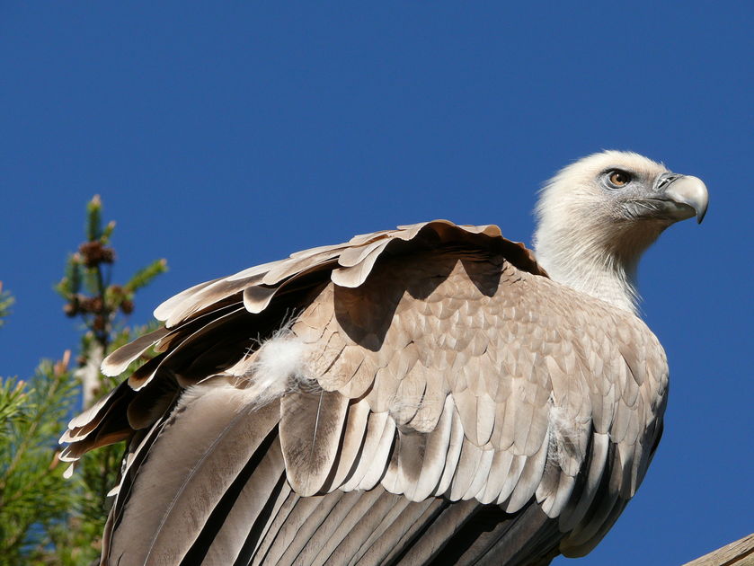 Parc Animalier de Serre-Ponçon LE SAUZE-DU-LAC - © Parc Animalier de Serre-Ponçon LE SAUZE-DU-LAC