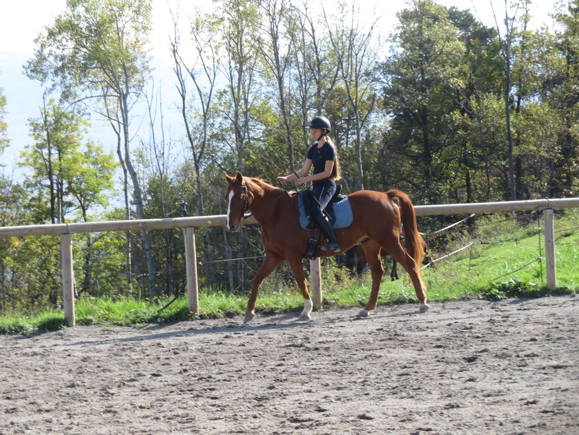 Cours aux propriétaires de chevaux - © Giansetto Claudine