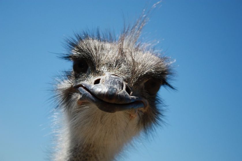 La Ferme du Col JARJAYES - © La Ferme du Col JARJAYES