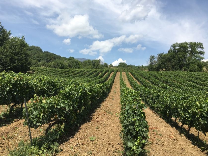 Domaine ST André 2018-9 - © P.Bilocq